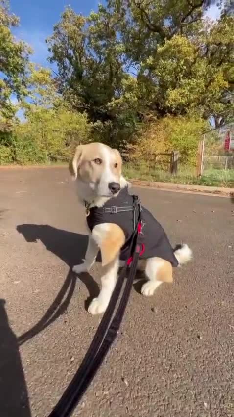 Mixed Breed dogs for sale: 💛🐾 Lovely Lisa 🐾💛 - Video 1