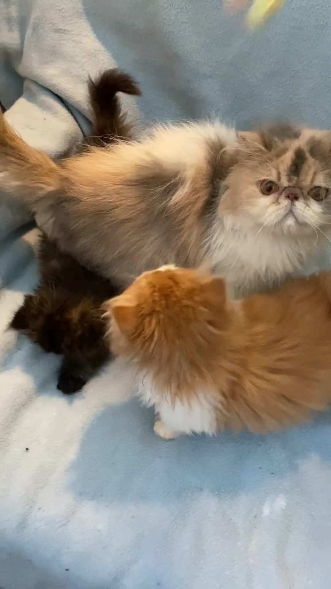 Persian cats for sale: Persian Kittens GCCF registered  - Video 1