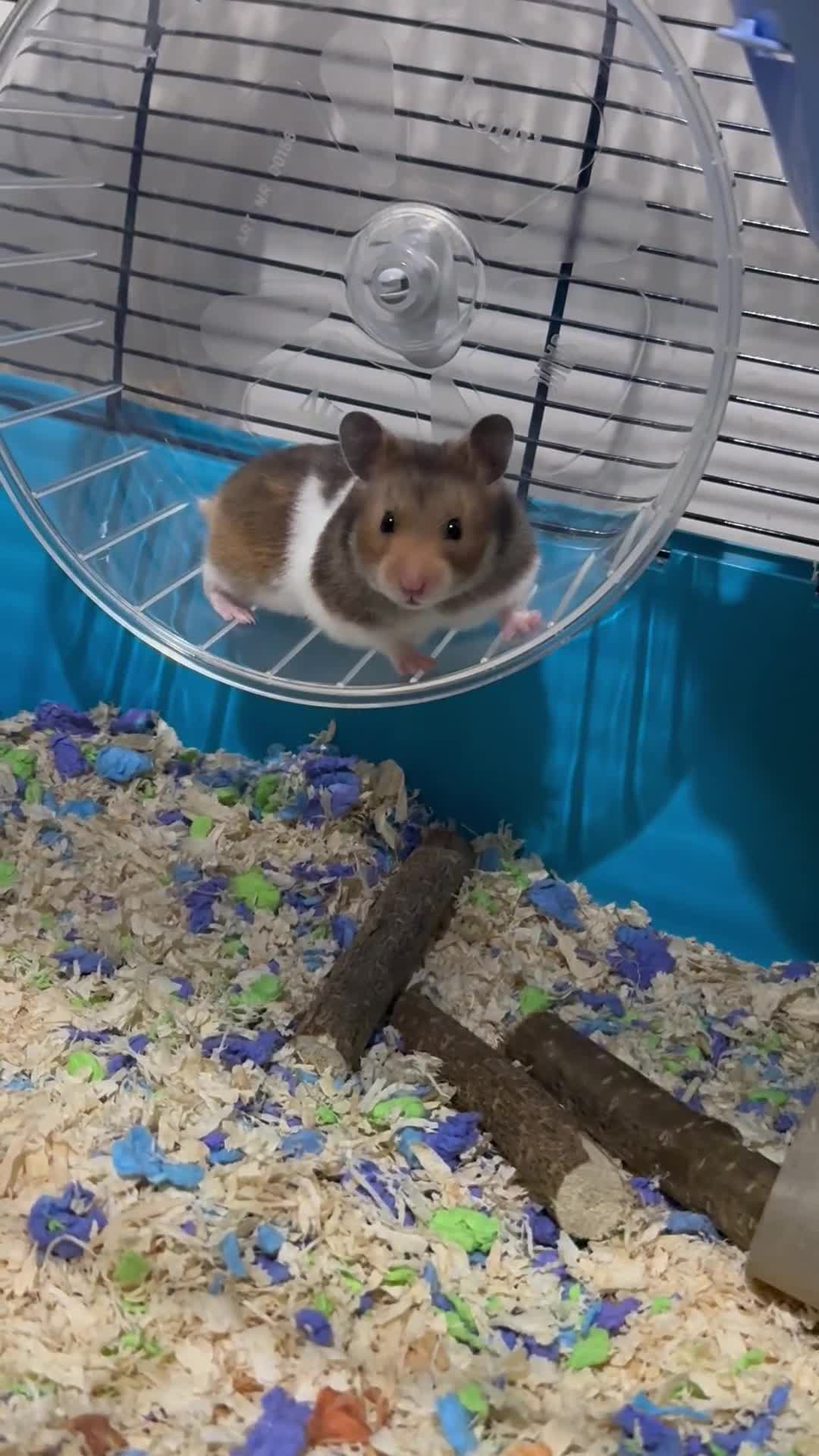 Hamster rodents for sale: Syrian hamster  - Video 1