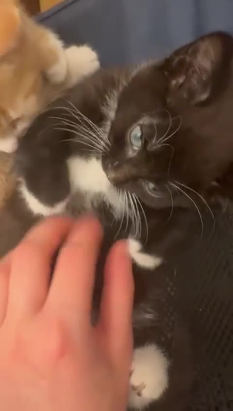 Mixed Breed cats for adoption: 1 gorgeous rescue kitten left to reserve  - Video 1