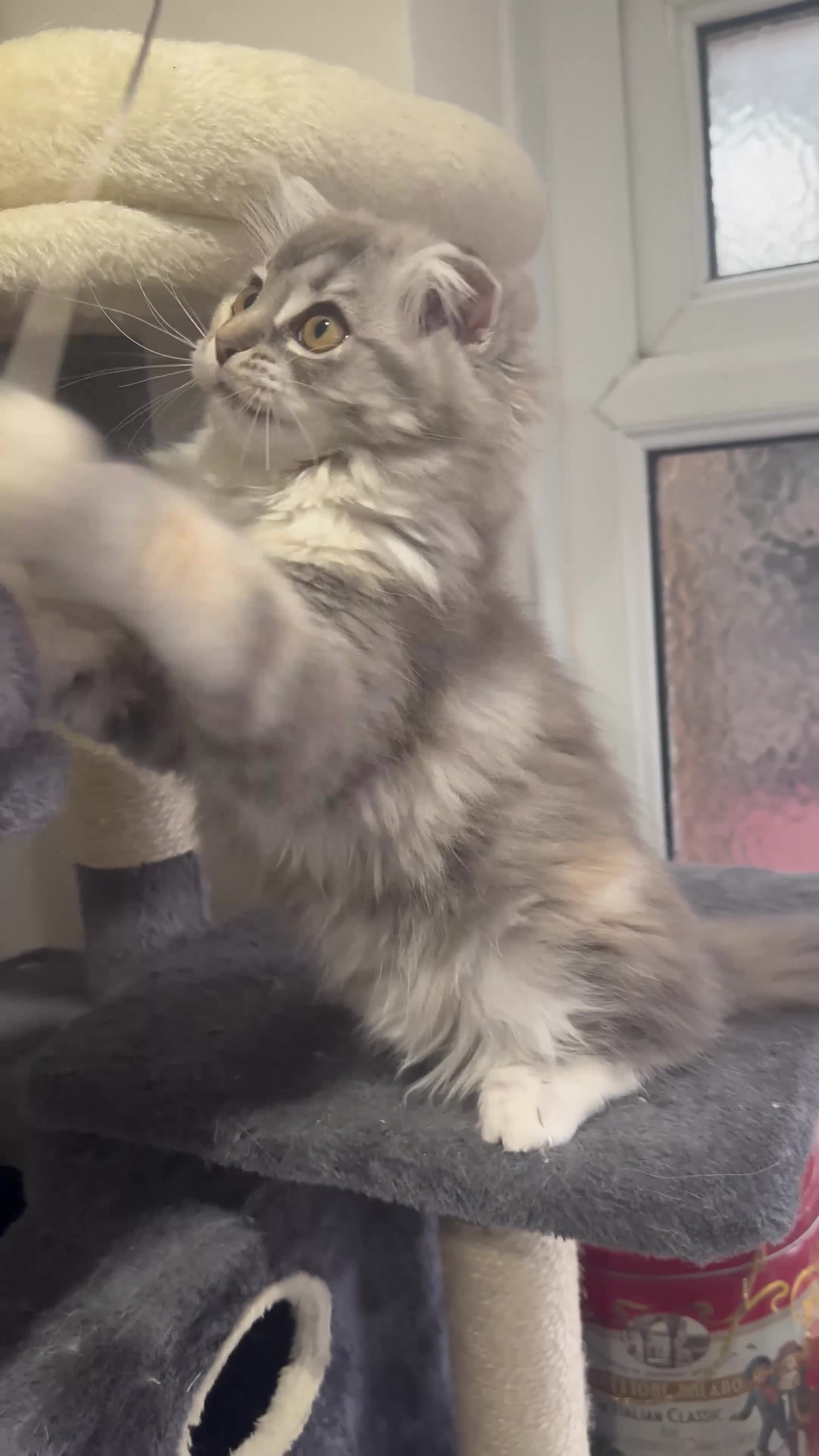Scottish Fold cats for sale: Last Girl- Beautiful Scottish Fold X Ragdoll  - Video 1