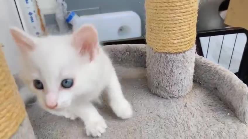 Mixed Breed cats for sale: Purr-fect White Kittens - Video 1