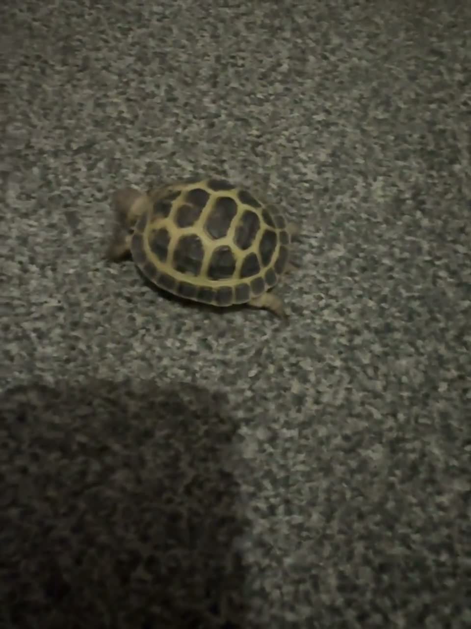 Tortoise reptiles for sale: Tortoise in Birmingham - Video 1