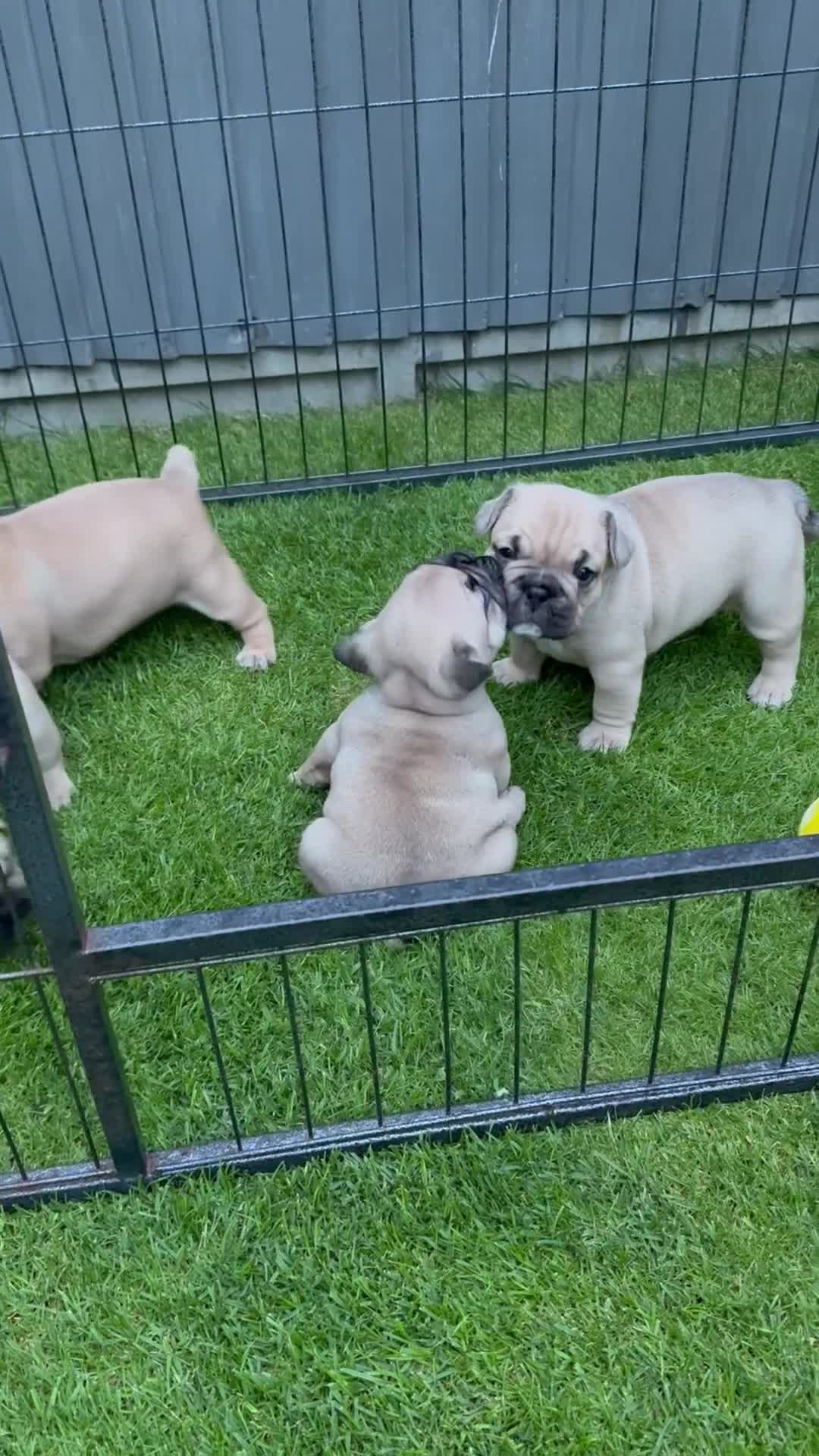Mixed Breed dogs for sale: French bulldog/ British bulldog puppies  - Video 5