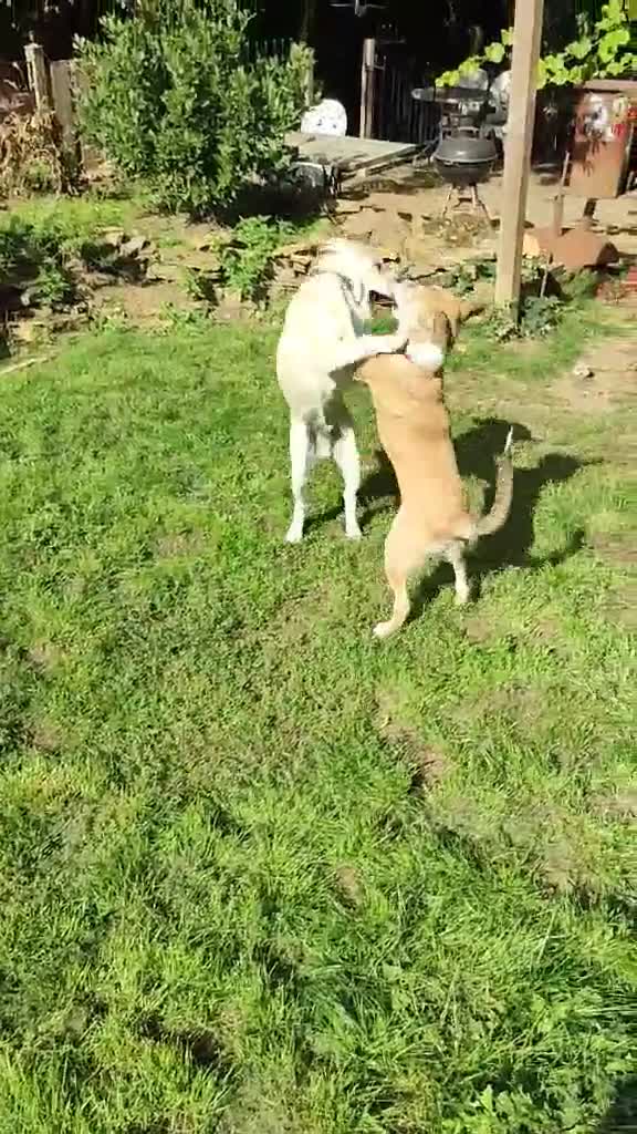 Labrador Retriever dogs for adoption: Lab cross rescue Troy for adoption  - Video 2