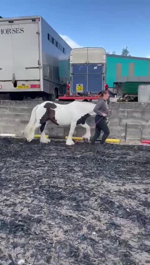 Irish Cob horses for sale: Happy hacker/ companion pony - Video 2