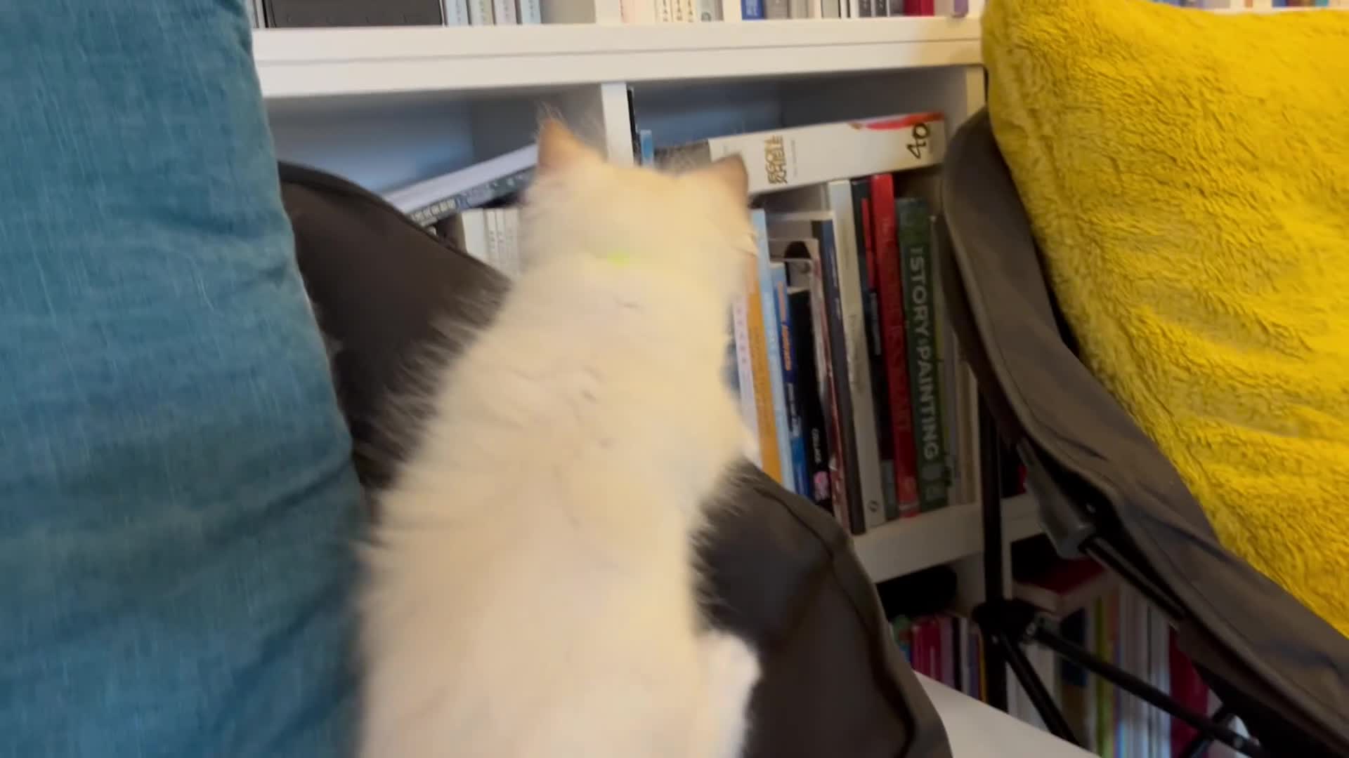 Ragdoll cats for sale: Pure ragdoll 7 weeks old clearance sale London  - Video 2