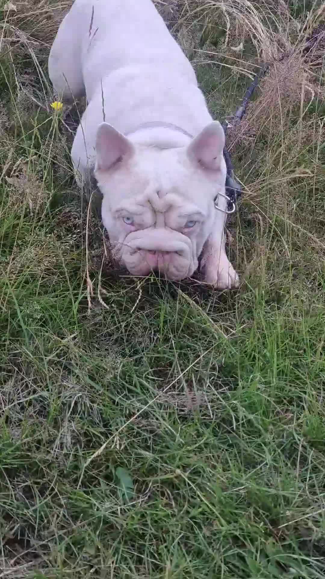 French Bulldog dogs for stud: KC REGISTERED FULL PINK CARRYING FLUFFY - Video 1