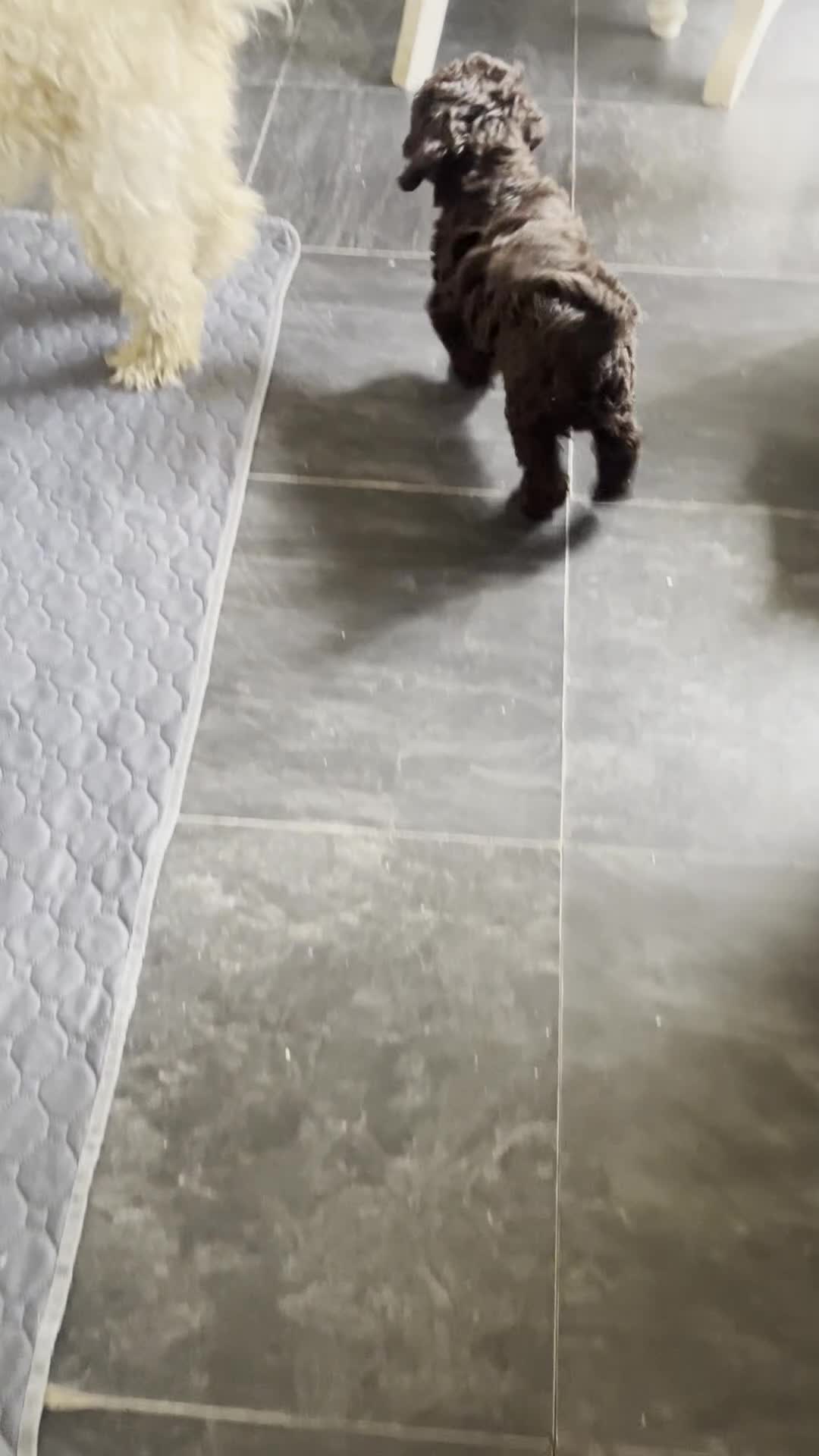 Labradoodle dogs for sale: 🐾Stunning Mini Labradoodle F1b Pups DNA Check🐾  - Video 1