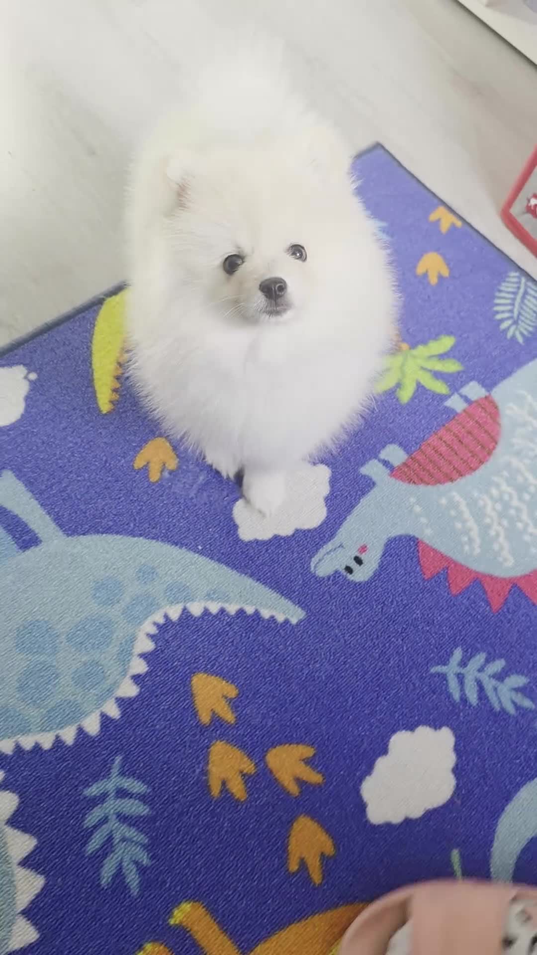 Pomeranian dogs for sale: Little Pomeranian puppy  - Video 1