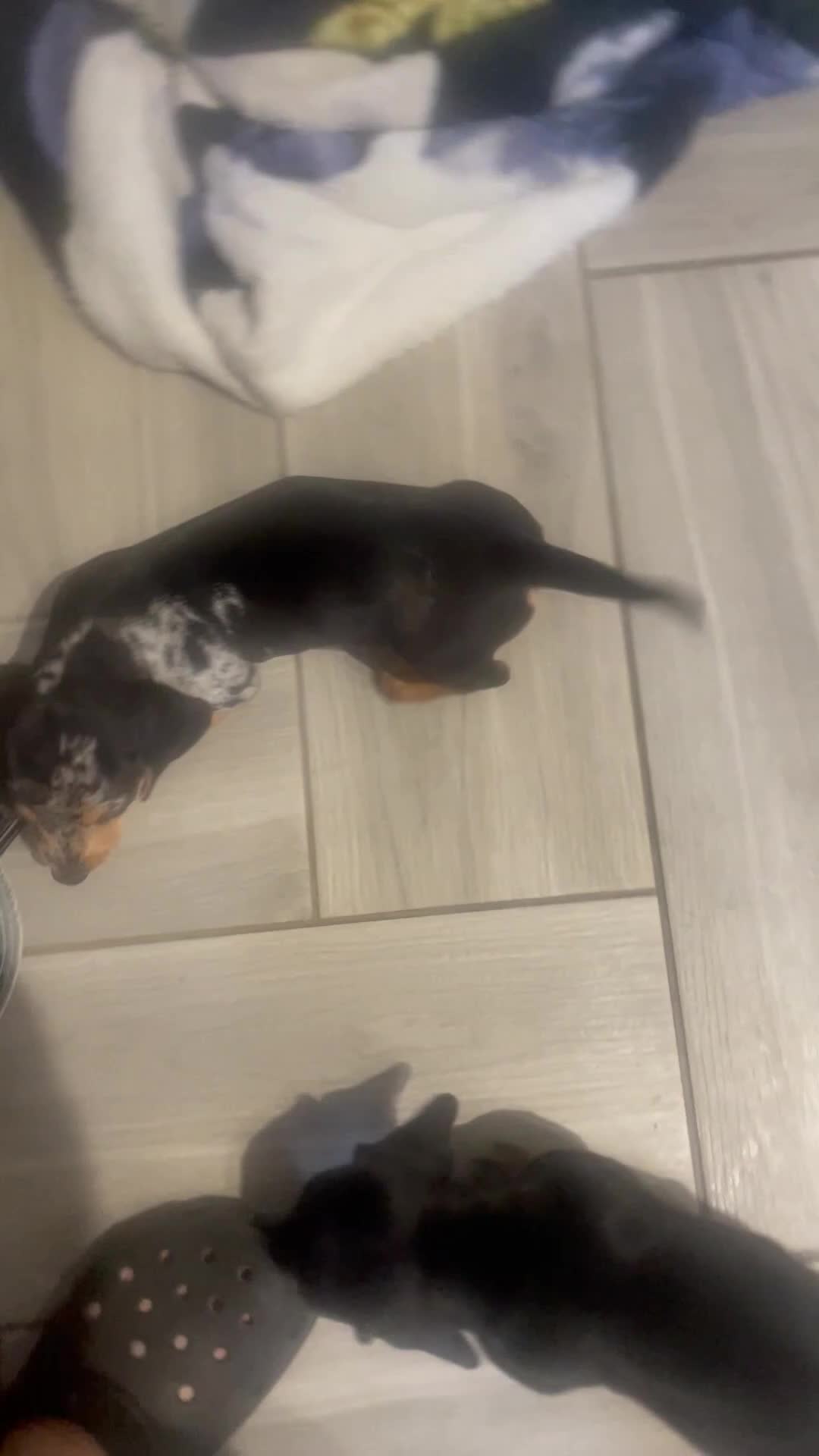 Dachshund dogs for sale: Beautiful sliver merle & Black and Tan dachshunds - Video 2