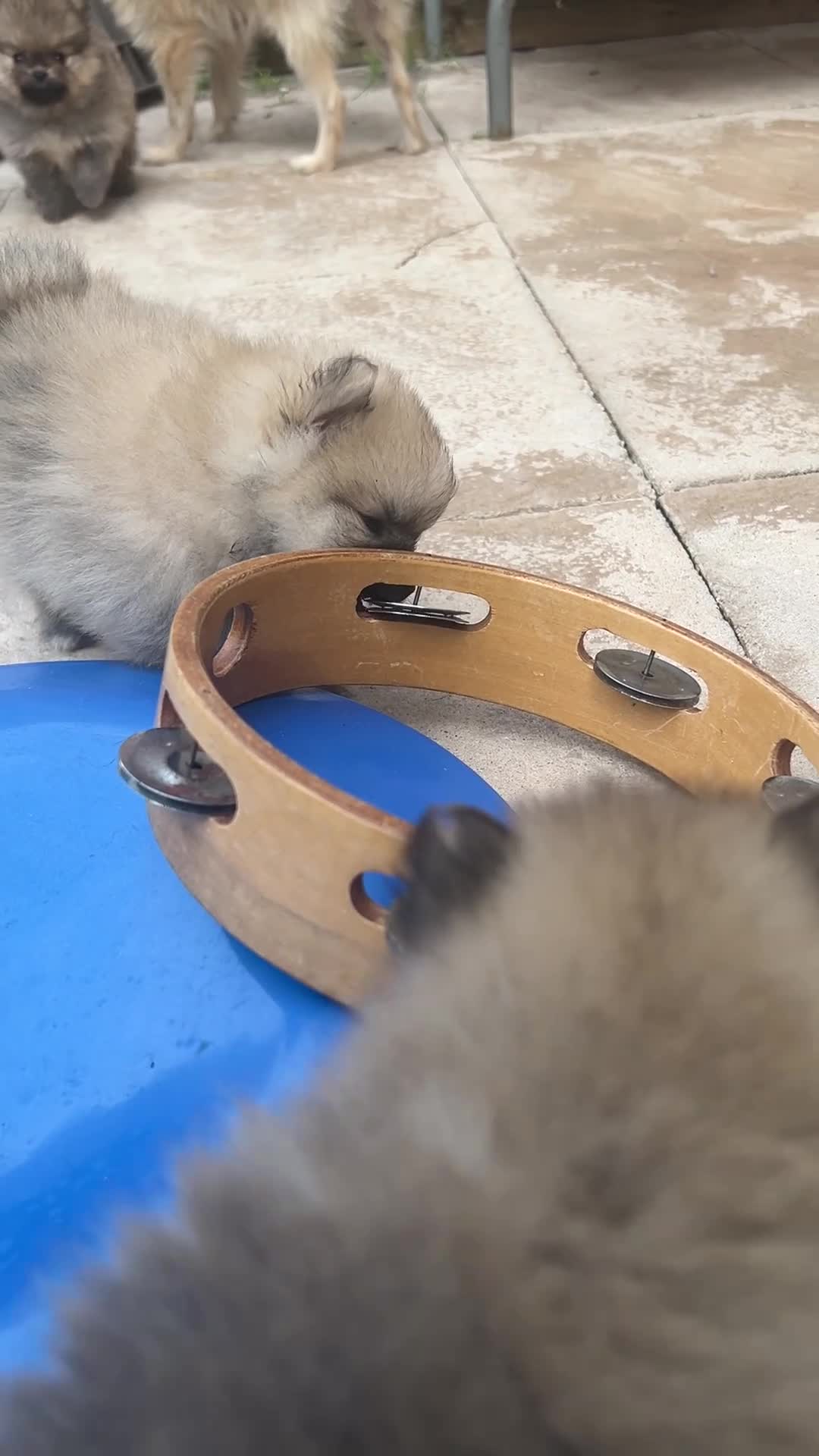 Pomeranian dogs for sale: Tiny Pom Puppies - Video 3