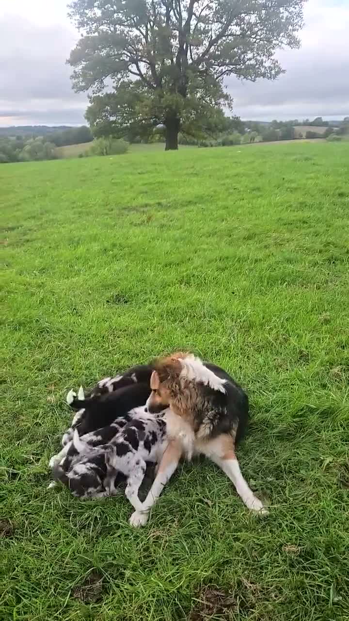Border Collie dogs for sale: 8 Absolutely stunning Puppies Looking for new home in Montgomery - Video 2