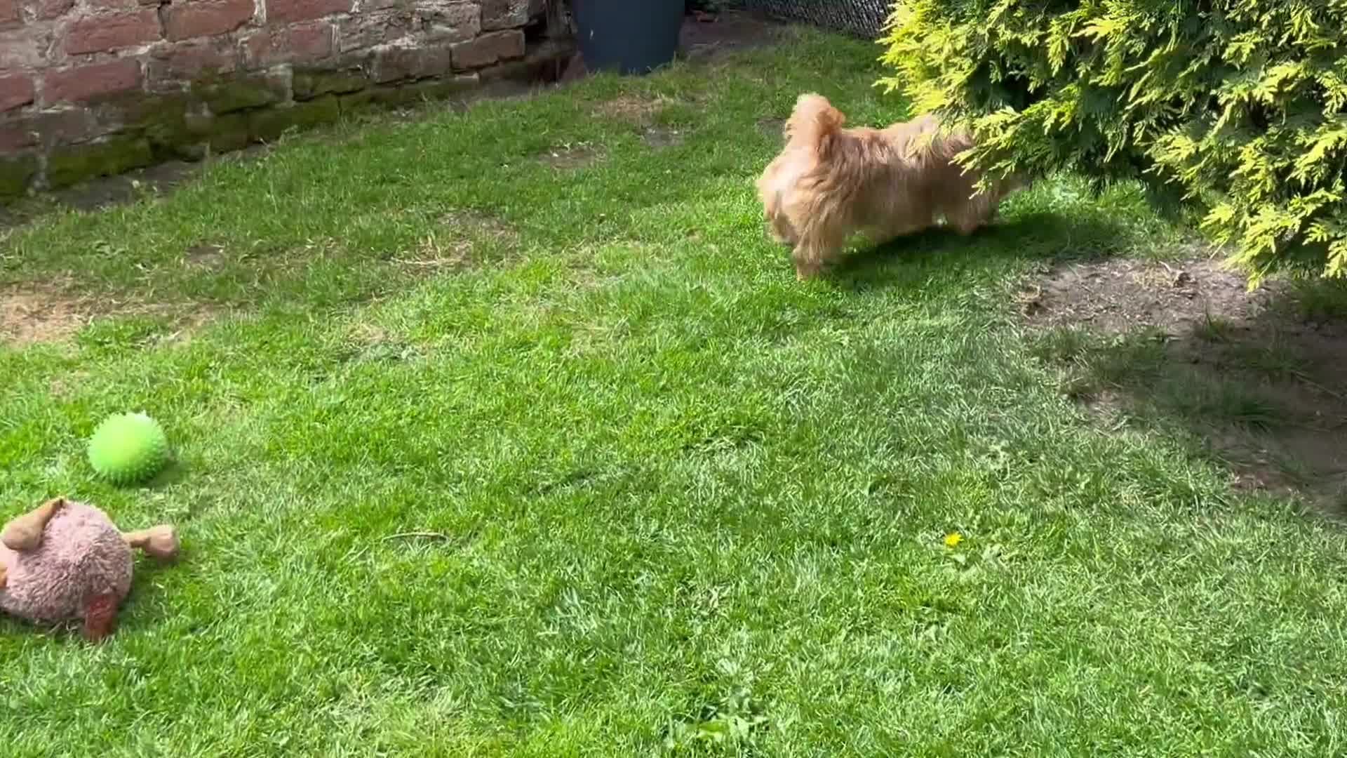 Mixed Breed dogs for sale: Exceptional Norfolk terrier x jrt pups ready now  - Video 3