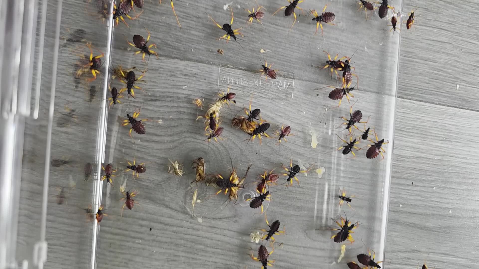 Beetles invertebrates for sale: Pystalla Horrida nymphs(horrid king assassin bug)  - Video 1