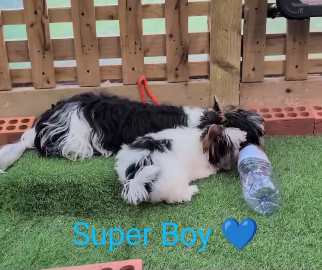 Biewer Terrier dogs for sale: Biewer - Video 2