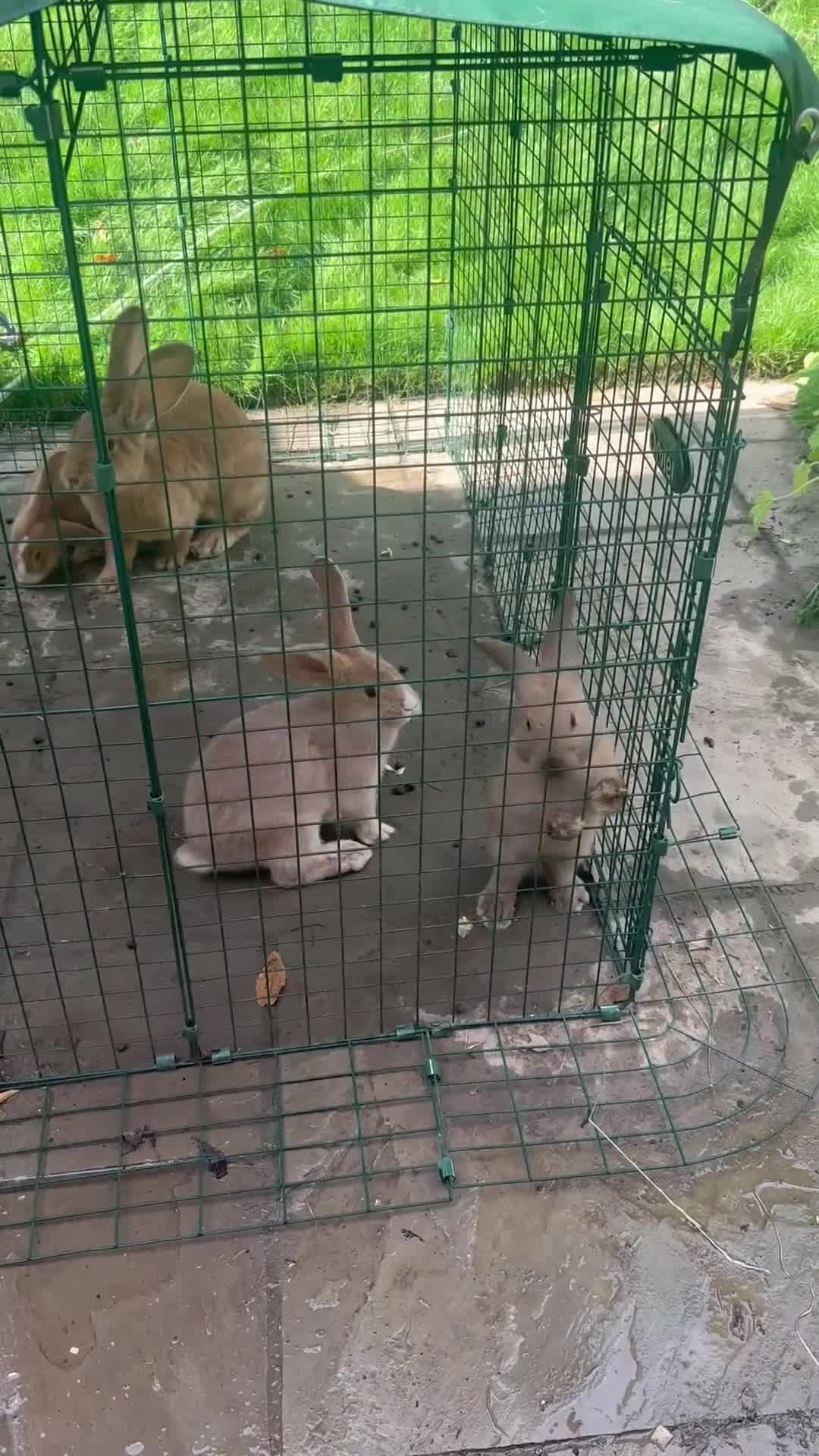 Continental Giant rabbits for sale: gorgeous continental giantxFrench lop READY TO GO - Video 2