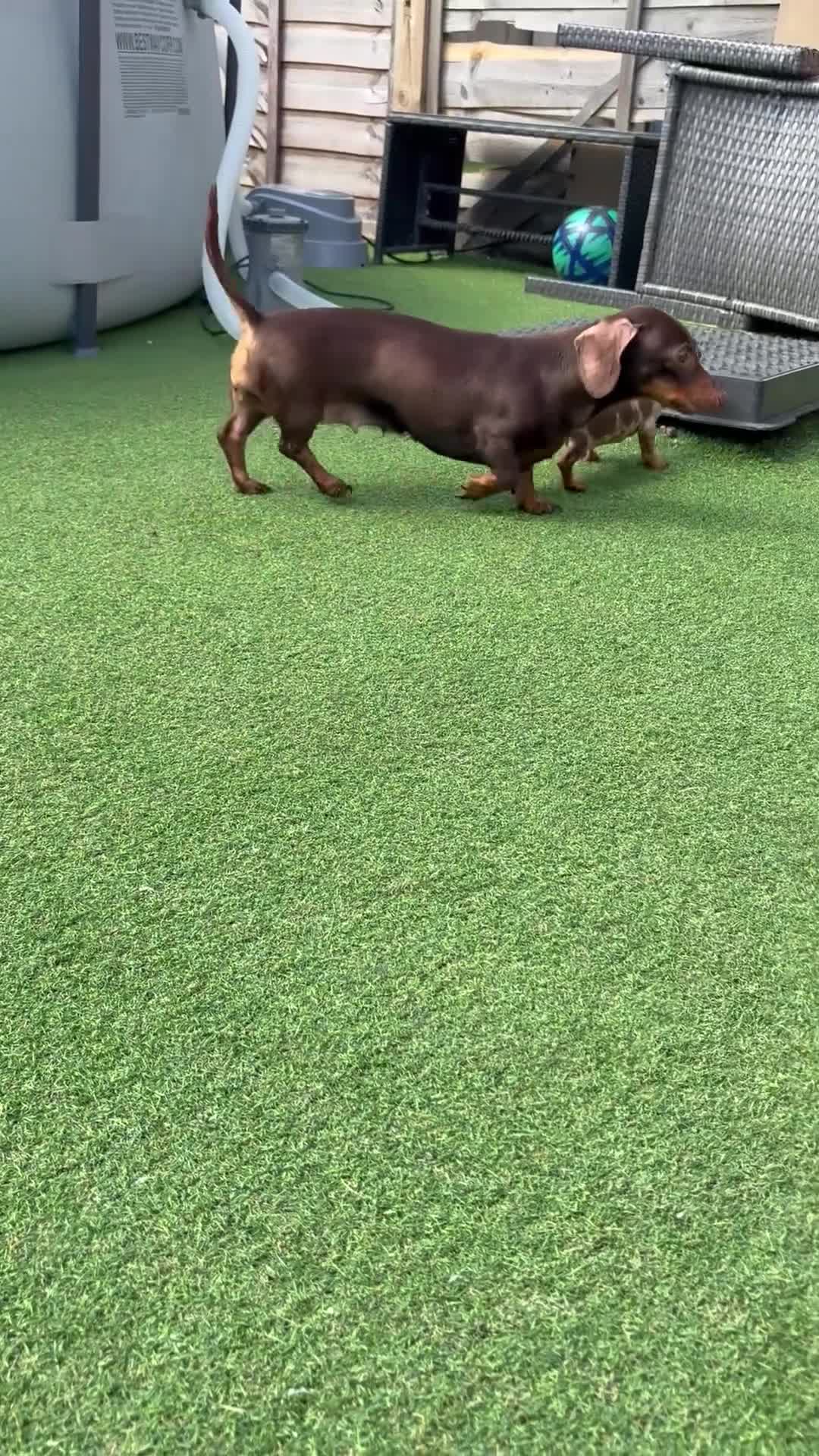 Miniature Dachshund dogs for sale: Beautiful mini dapple and chocolate dachshund  - Video 2
