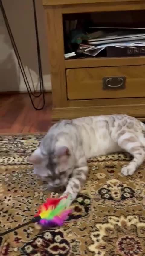 Bengal cats for stud: ✨ Snow Bengal Stud Available- TICA Active ✨  - Video 1