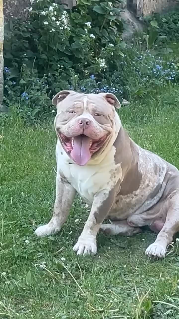 Mixed Breed dogs for sale: Beautiful bulldog /mastiff cross  - Video 2