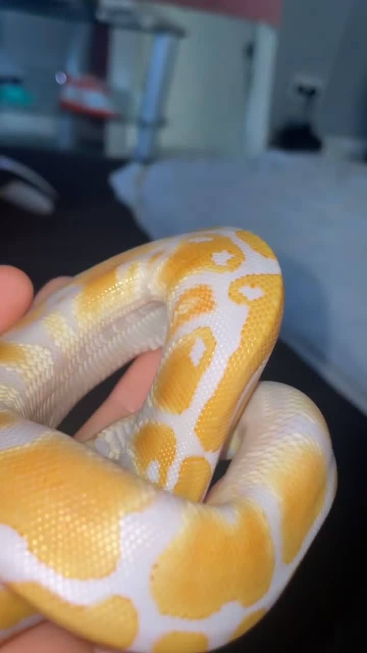 Python Snake reptiles for sale: Royal python for sale  - Video 1