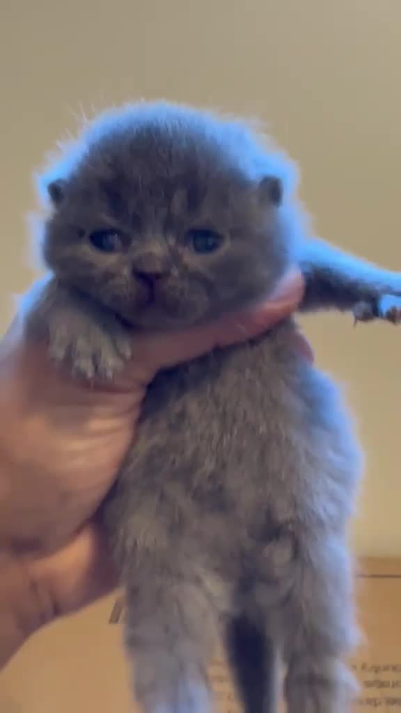 Scottish Fold cats for sale: Scottish Fold - Video 1