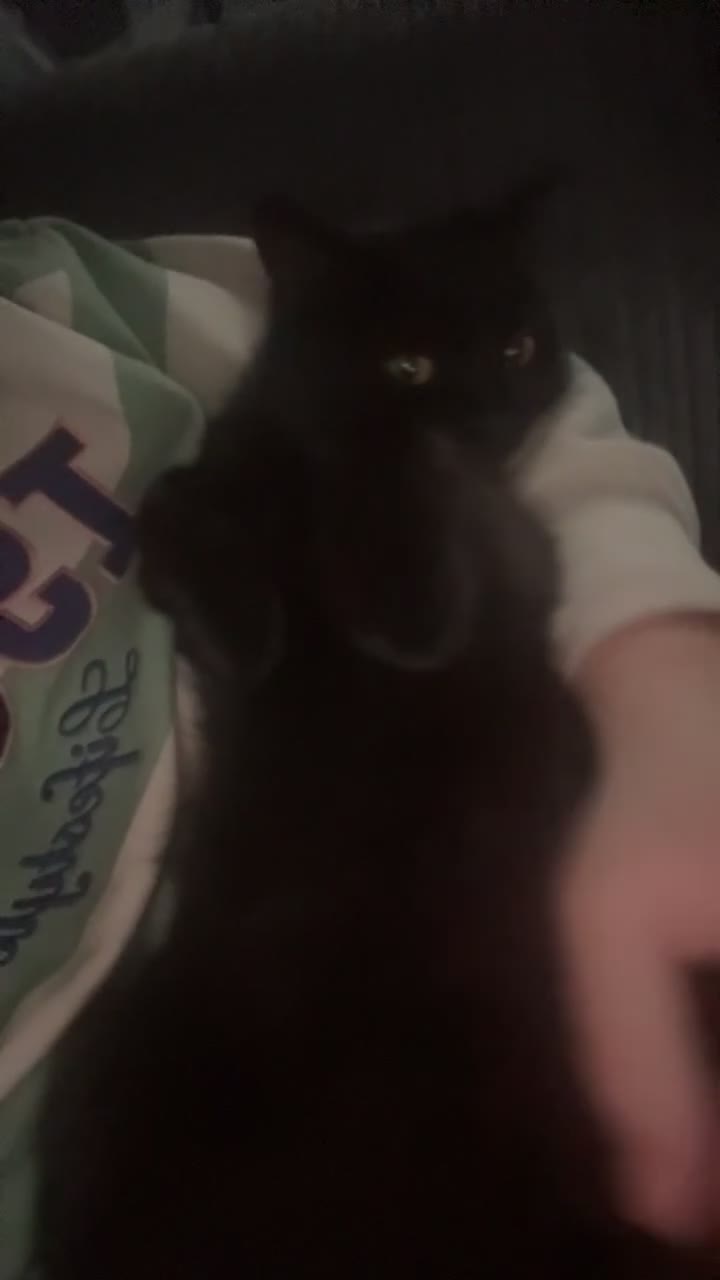 Mixed Breed cats for sale: Rehoming our cats - Video 1