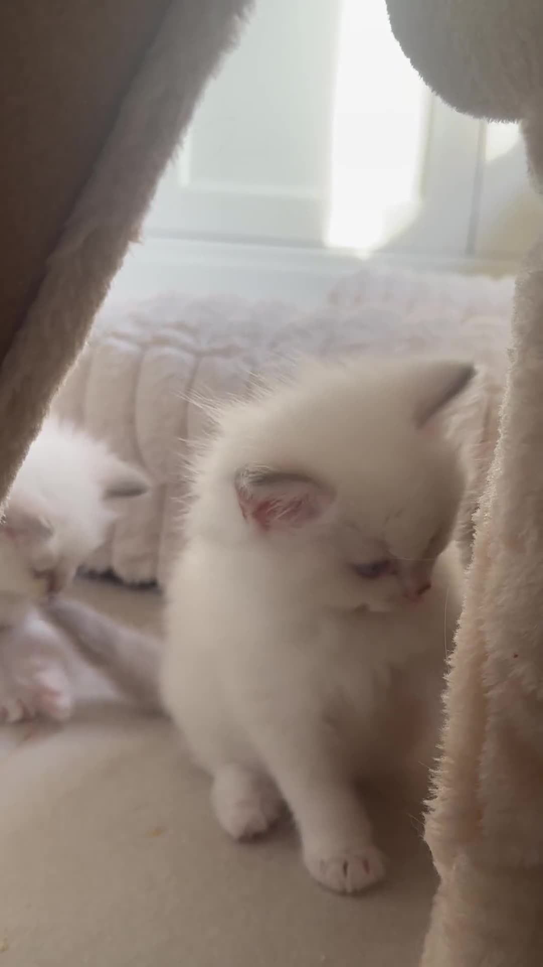 Ragdoll cats for sale: GCCF & TBRCC registered lilac Ragdoll kittens - Video 1