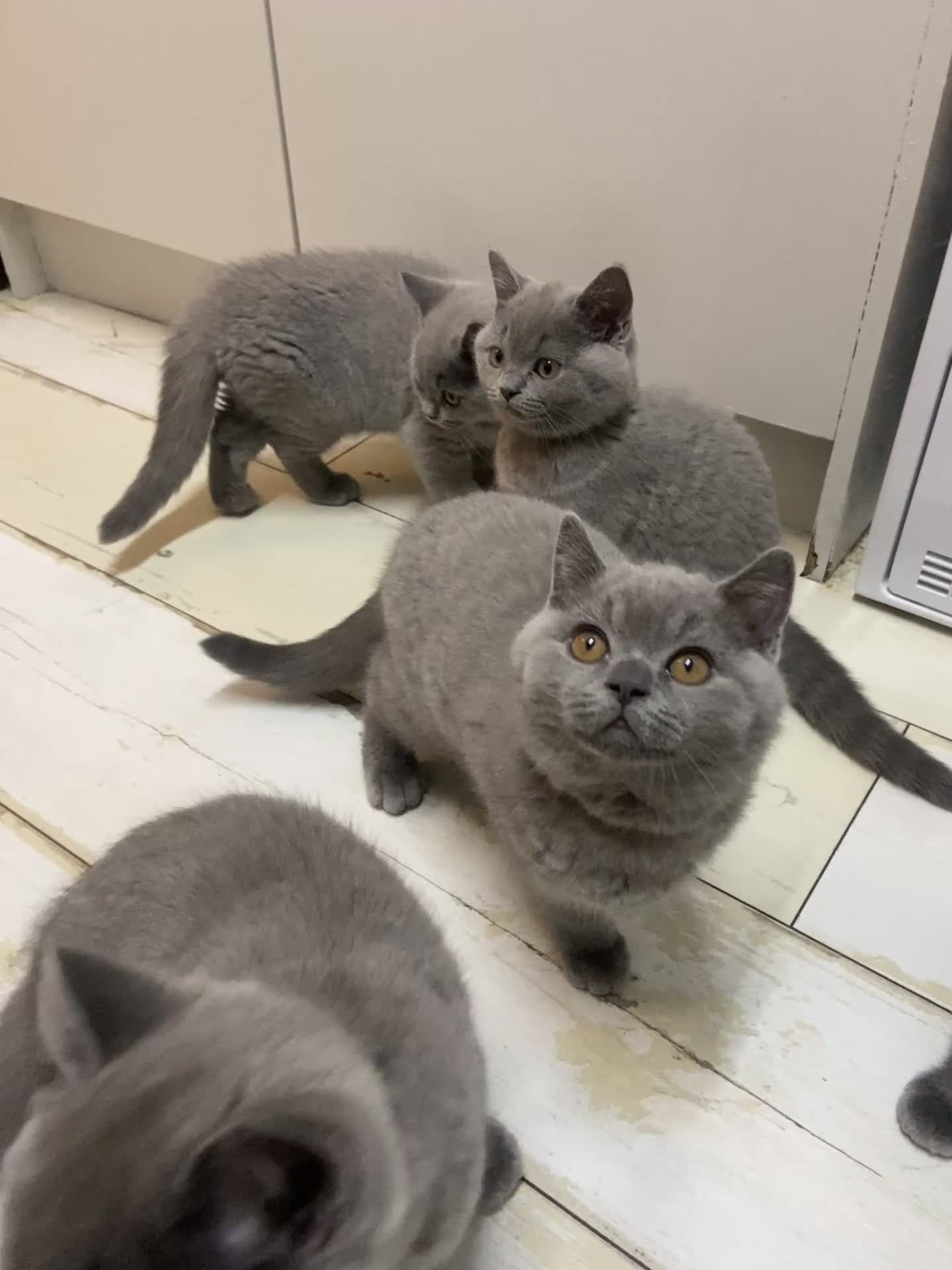 British Shorthair cats for sale: GCCF registered British shorthair kittens  - Video 2