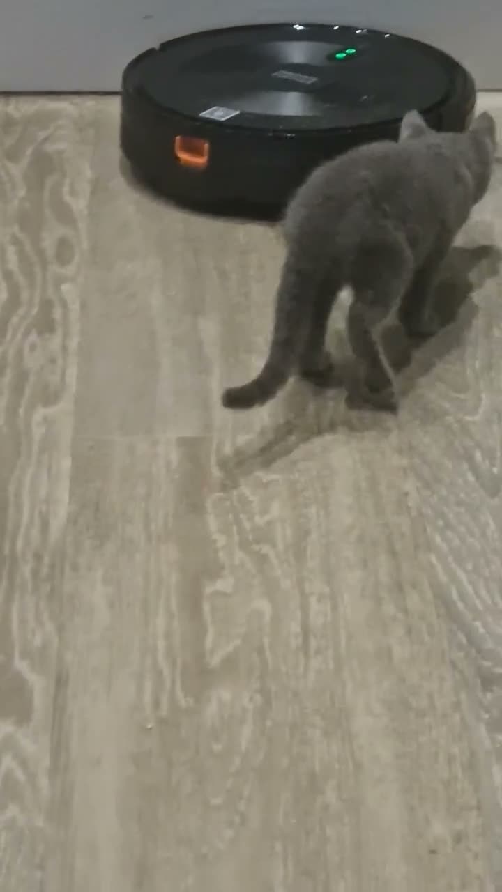 Russian Blue cats for sale: GCCF Russian blue kittens - Video 1