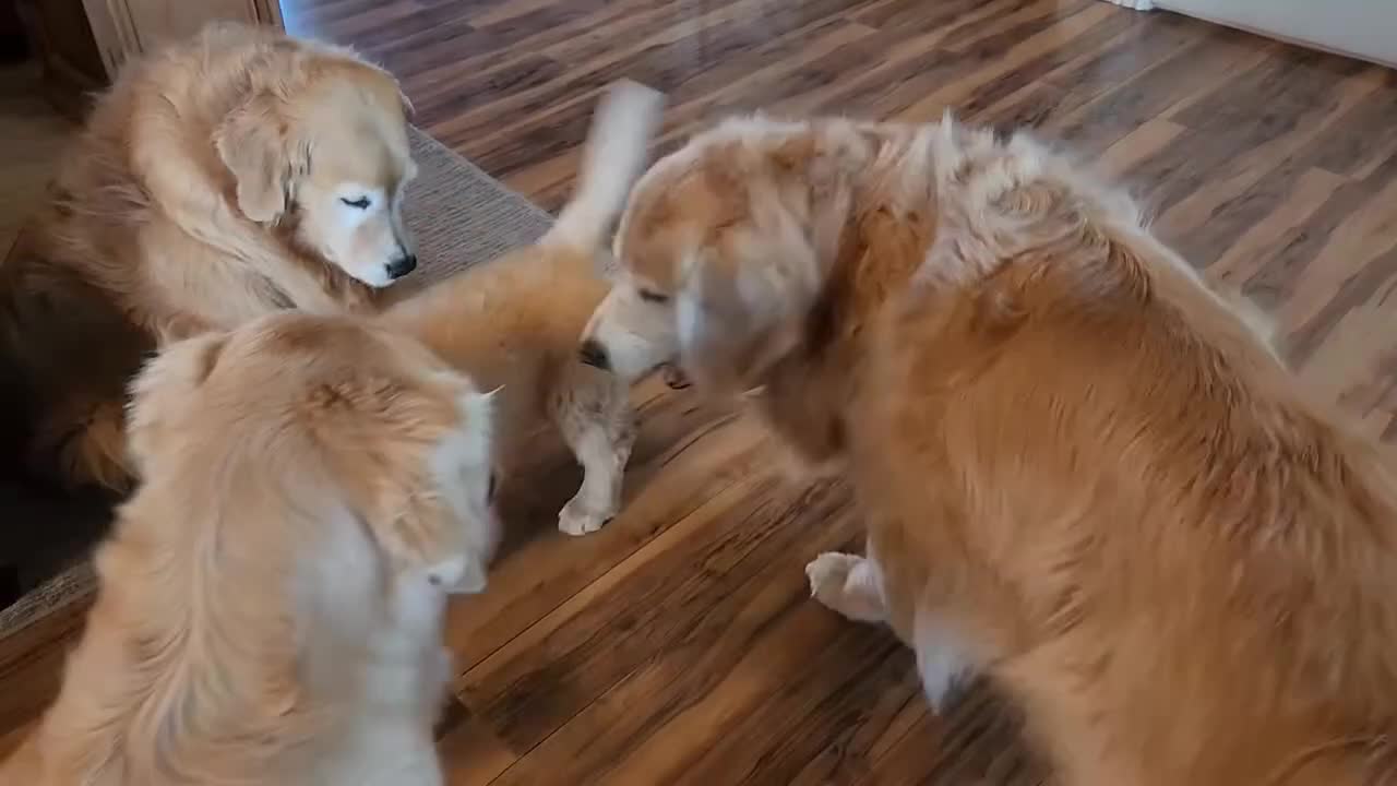 Golden Retriever dogs for sale: * 8 puppies left * - Video 1