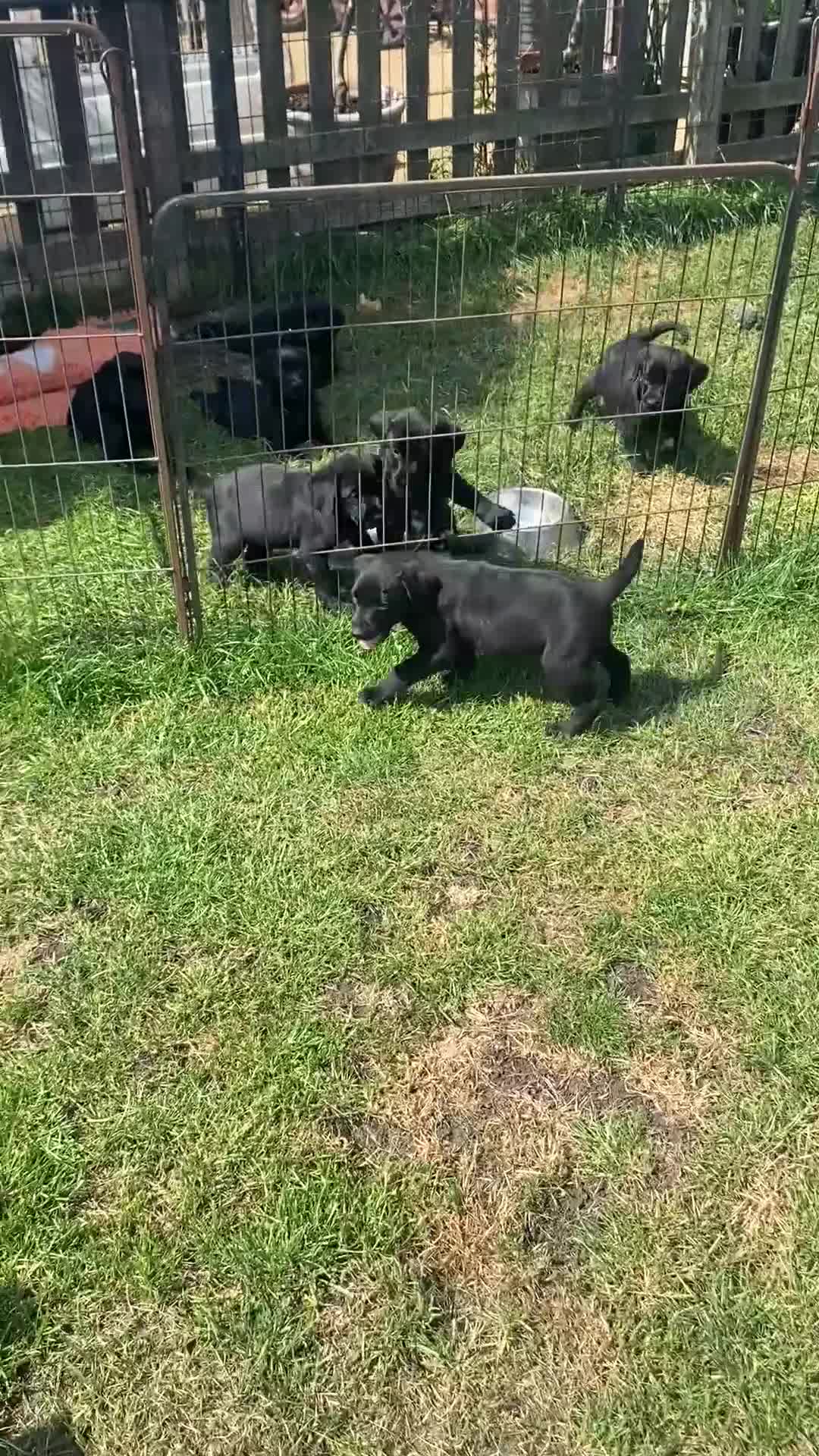 Labrador Retriever dogs for sale: Black Labrador puppy - Video 1