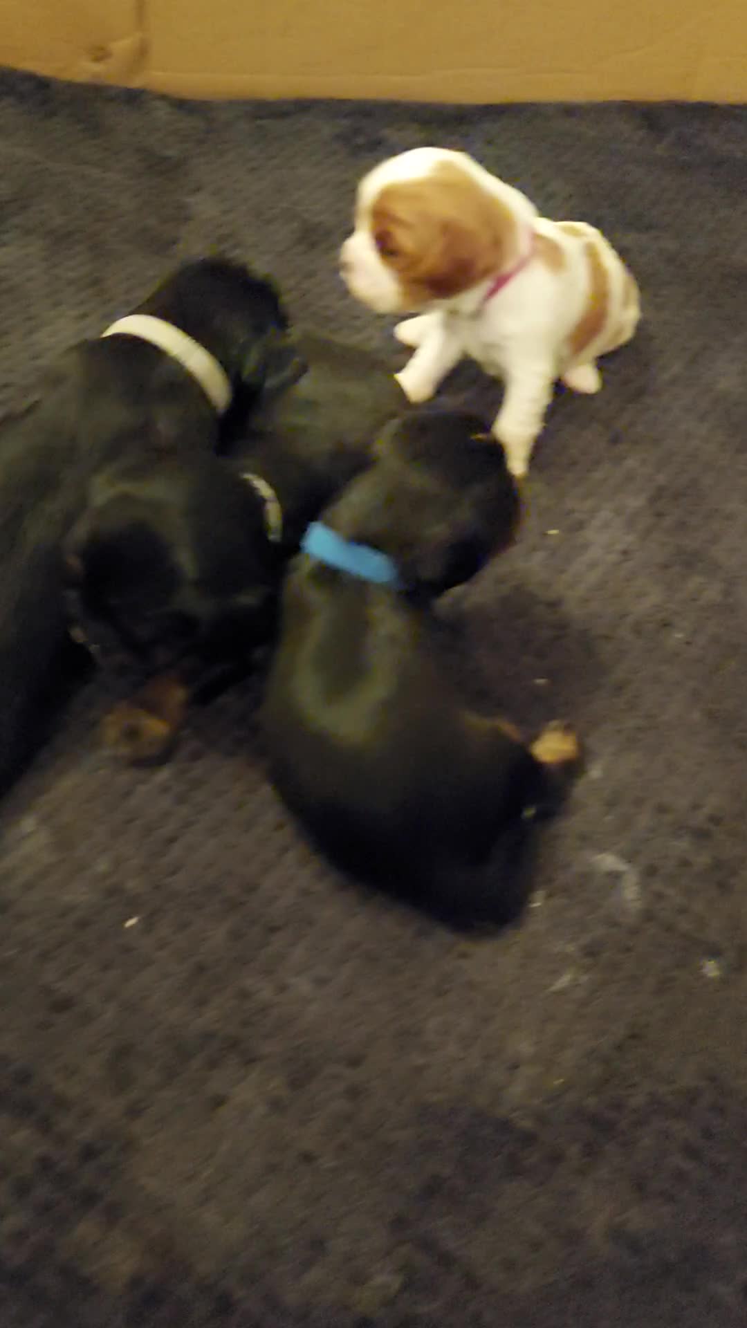 Cavalier King Charles Spaniel dogs for sale: GREAT QUALITY CKCS PUPPIES ( DWKC REGISTERED)/DNA - Video 2