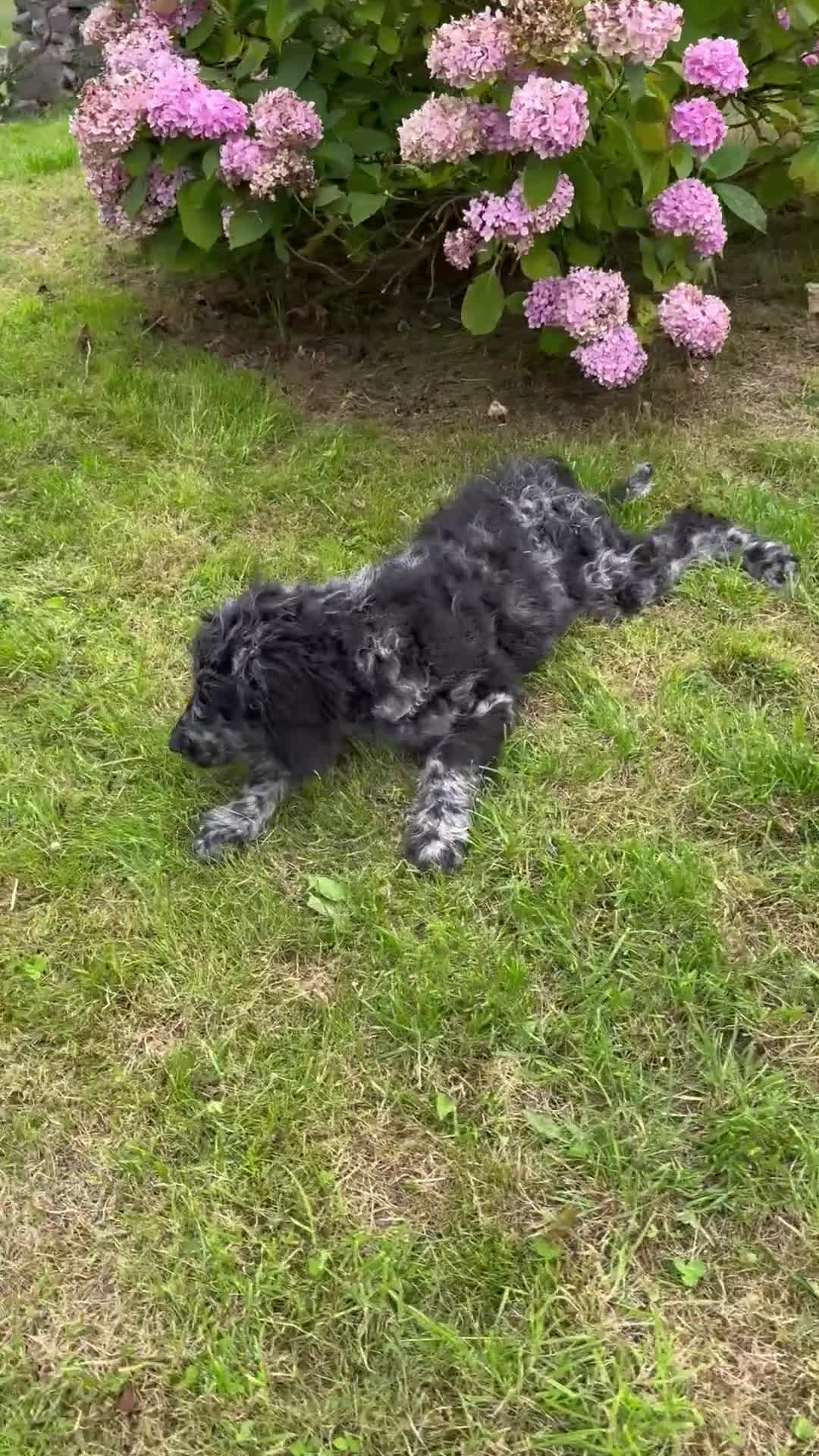 Goldendoodle dogs for sale:  F1b golden doodle puppies ready to go.  in Llandeilo - Video 2