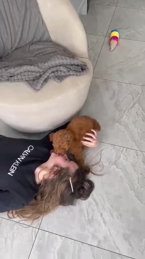 Cockapoo dogs for sale: Beautiful Cockapoos in Shrewsbury - Video 2