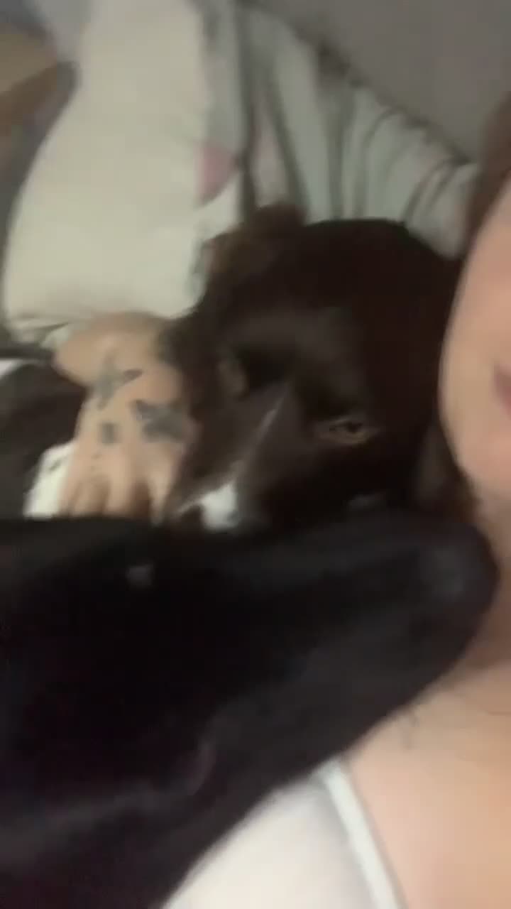 Belgian Shepherd Dog dogs for stud: Belgium malinois  - Video 3