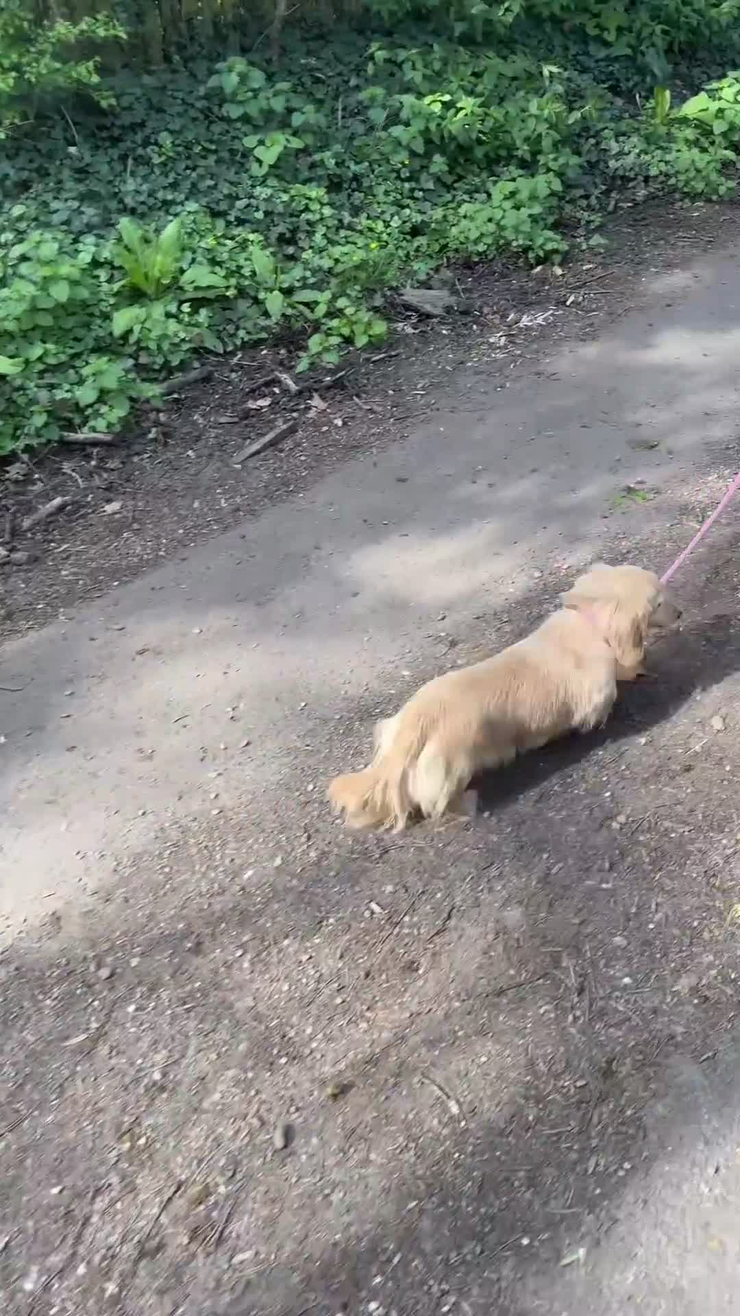 Miniature Dachshund dogs for stud: Paddington Miniature cream long haired stud boy  in Waltham Cross - Video 2