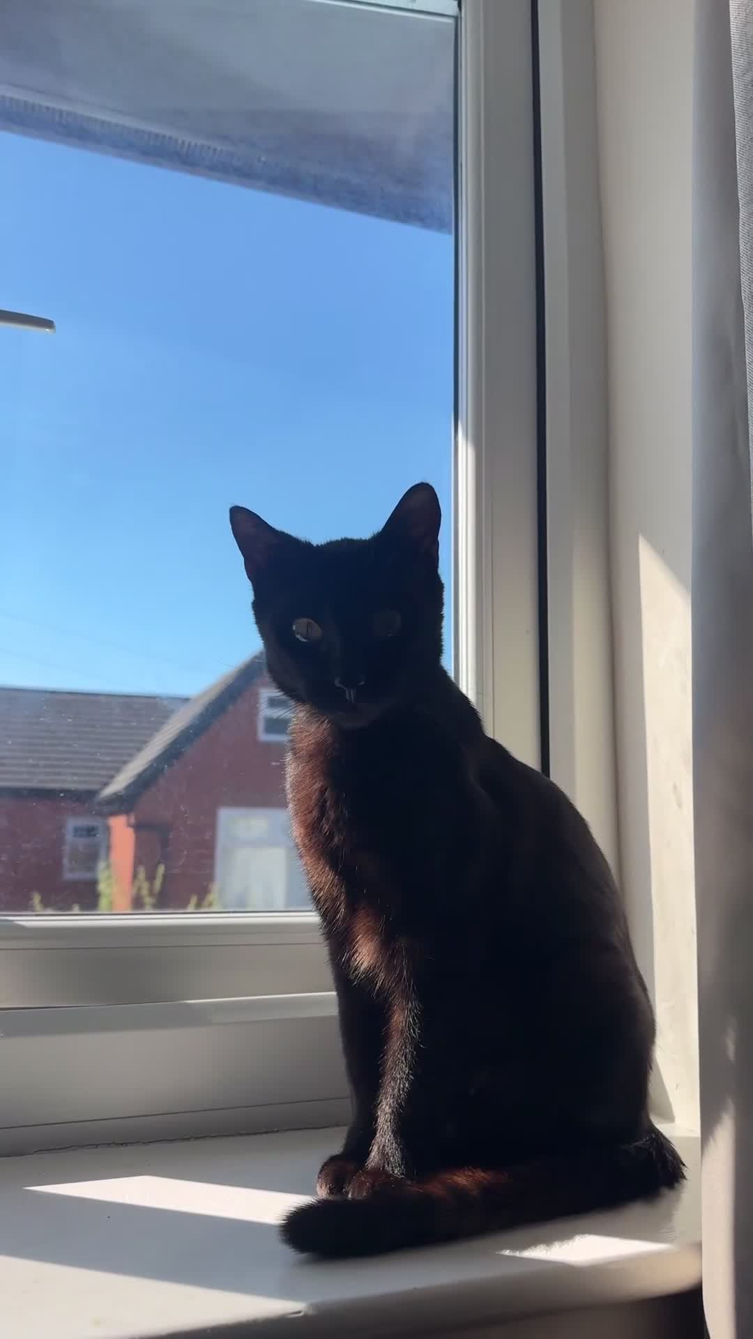 Bengal cats for sale: Bengal Kittens – Well Socialised & Healthy - Video 3