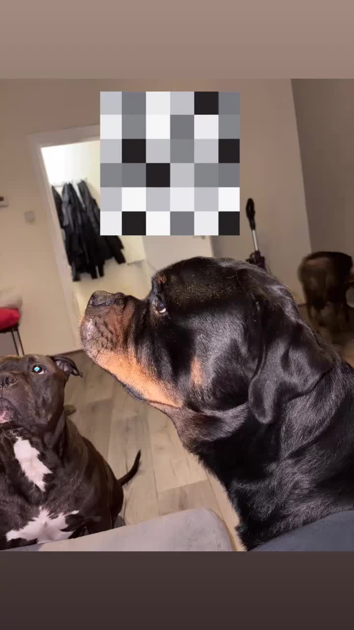 Rottweiler dogs for stud: Black Trovants Champion bloodline Rottweiler stud - Video 1