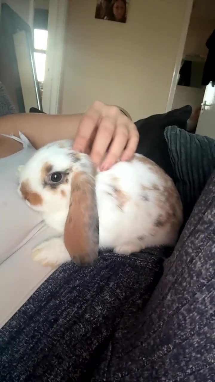 Mini Lop rabbits for sale: Beautiful friendly mini lop rabbit  in Witham - Video 2