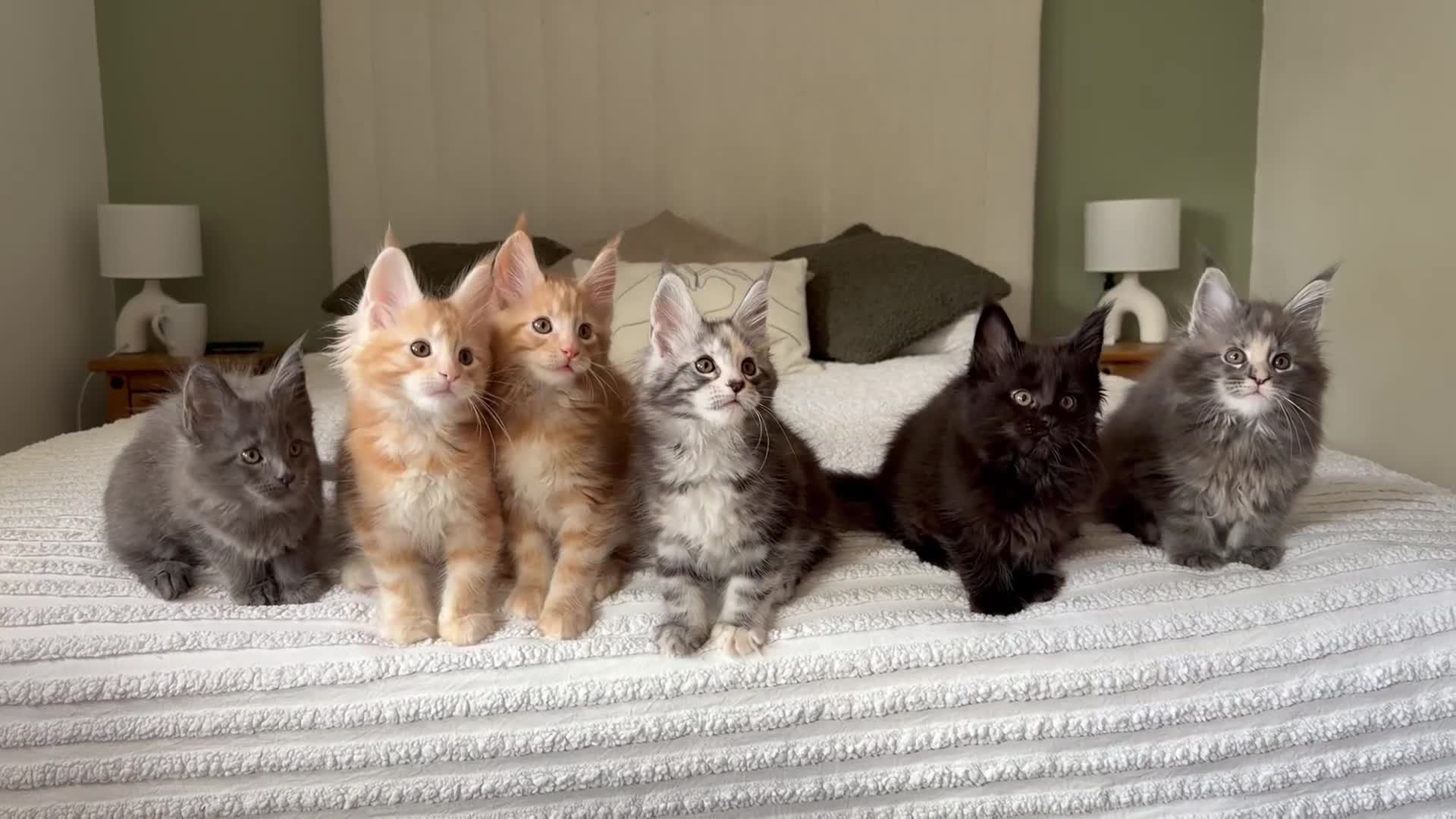 Maine Coon cats for sale: 1 red boy & 1 blue tortie Maine coon kittens  - Video 1