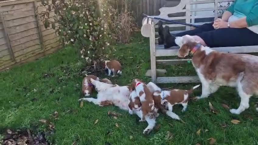 Welsh Springer Spaniel dogs for sale: Quality Welsh Springers | Exceptional homes only. - Video 3