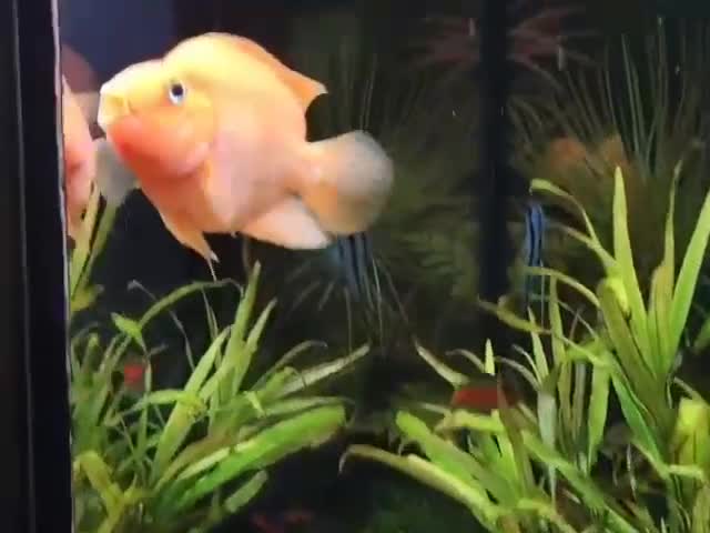 Other/Mixed Breed fish for sale: Orange Parrot Cichlid (Parrot Fish) - Video 1