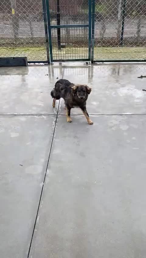 Mixed Breed dogs for adoption: Edie, 1 yr old approx. Available for adoption. - Video 1