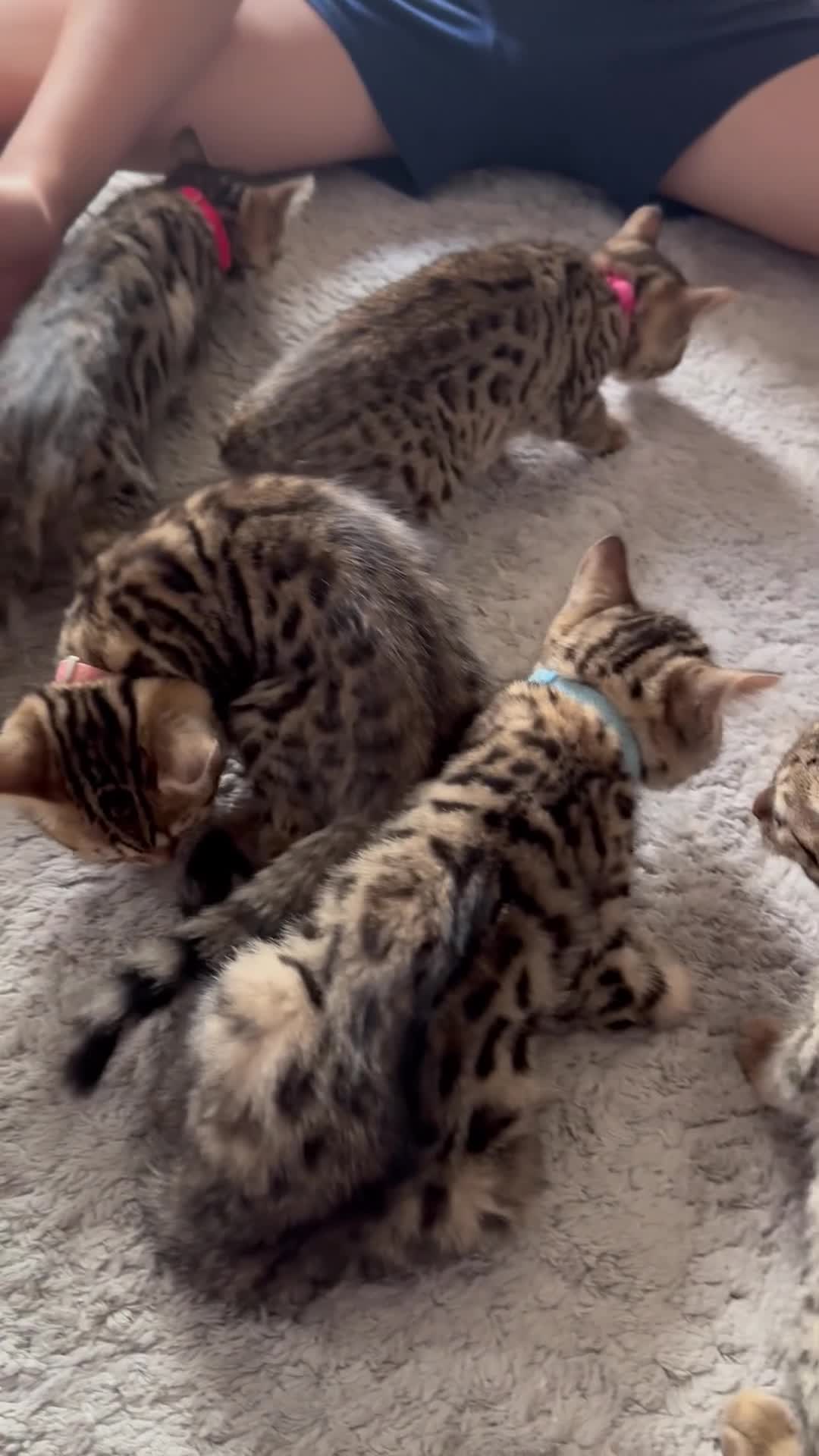 Bengal cats for sale: Stunning beautiful natured bengal cross kittens - Video 1