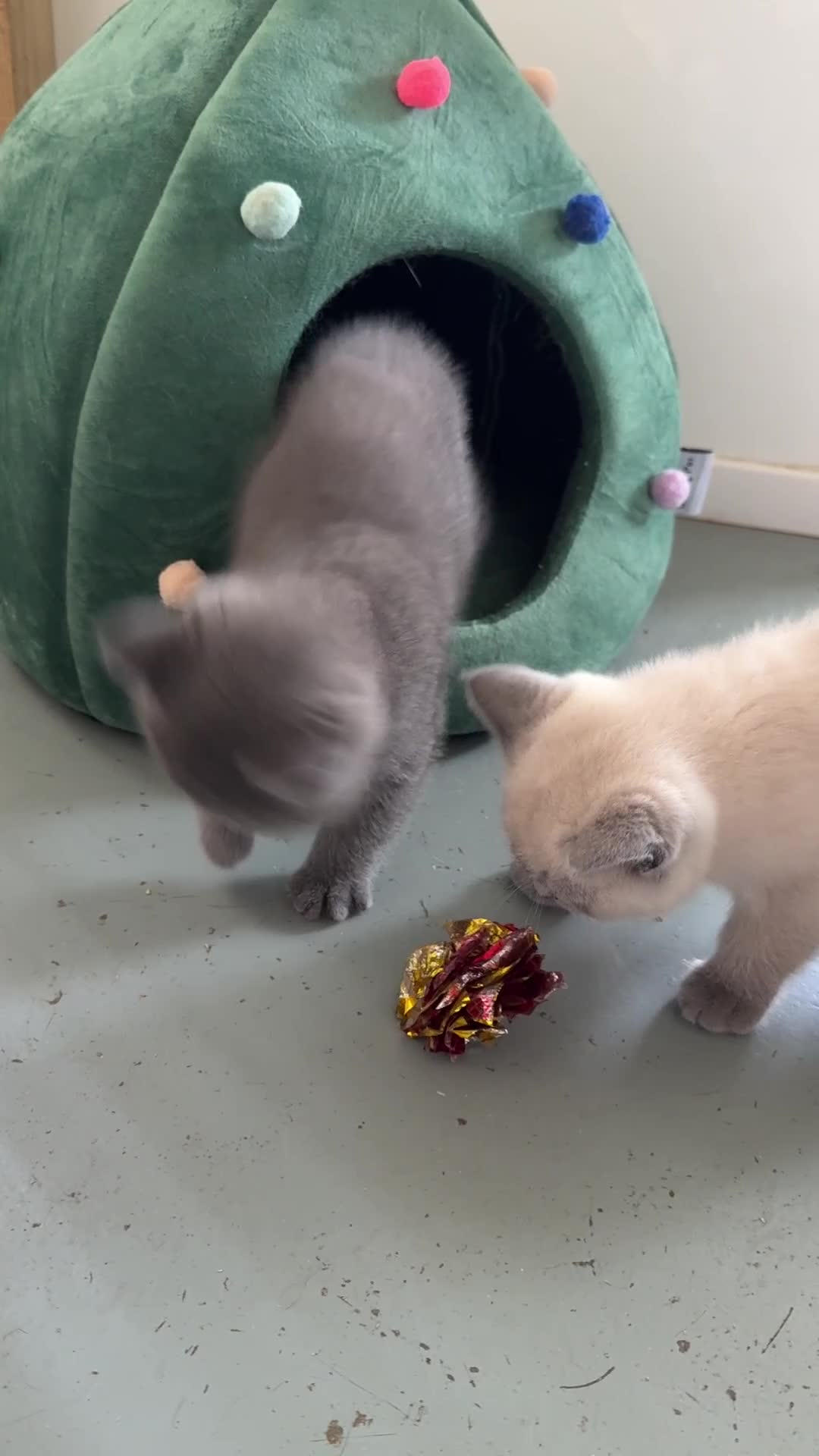 British Shorthair cats for sale: GCCF registered beautiful BSH kittens  - Video 1