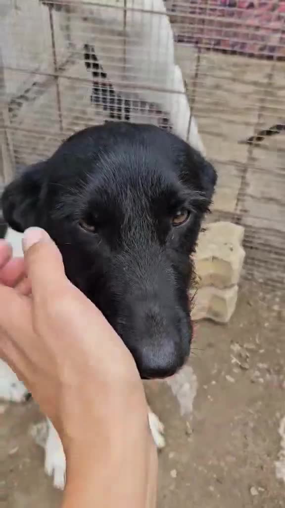 Mixed Breed dogs for adoption: ROSA - FOR ADOPTION  - Video 2