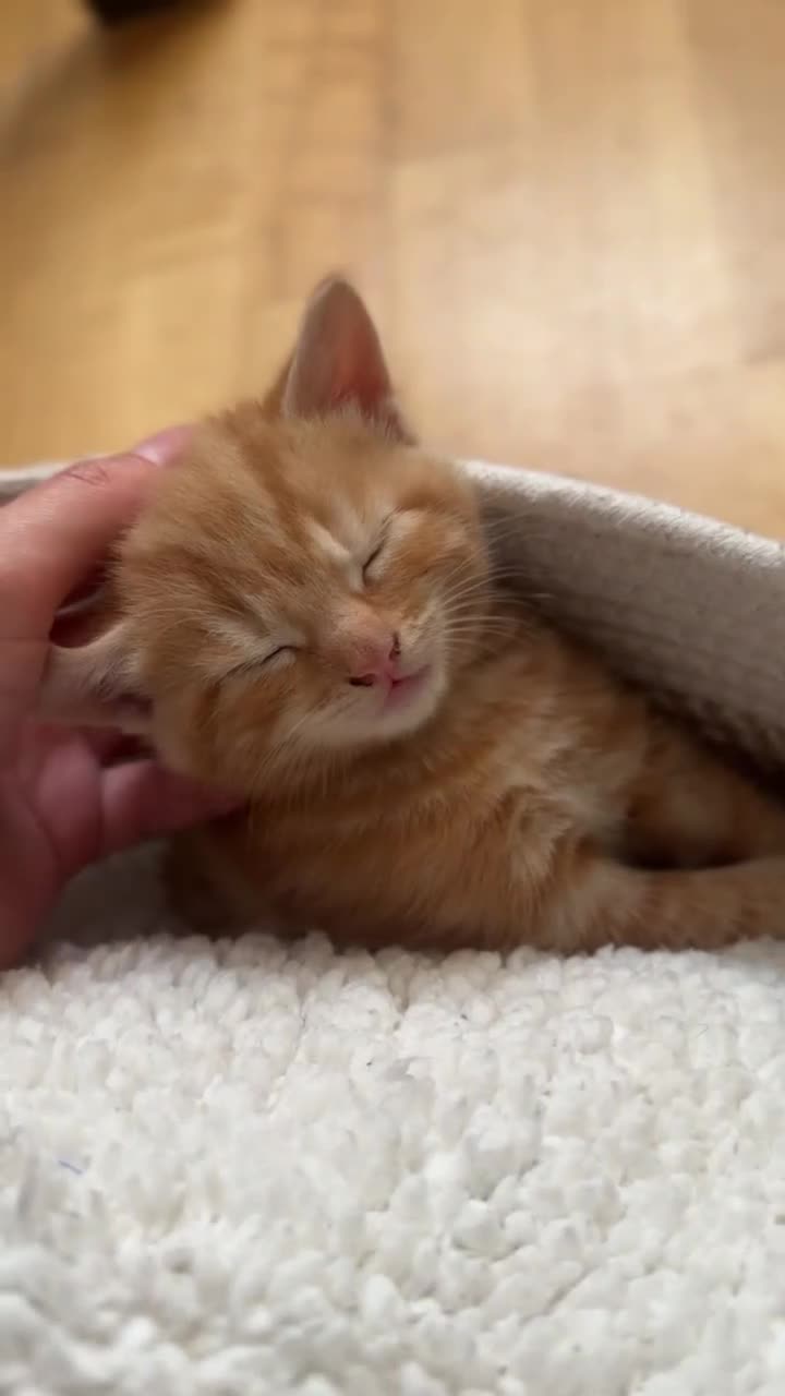 Domestic Shorthair cats for sale: Ginger boy & tortie girls waiting for new families - Video 2