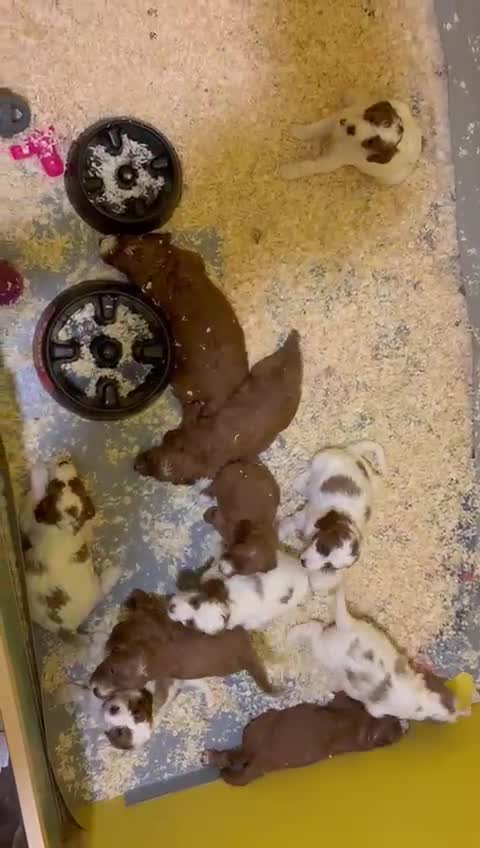 Irish Doodle dogs for sale: Irish red and white doodle puppies  - Video 1