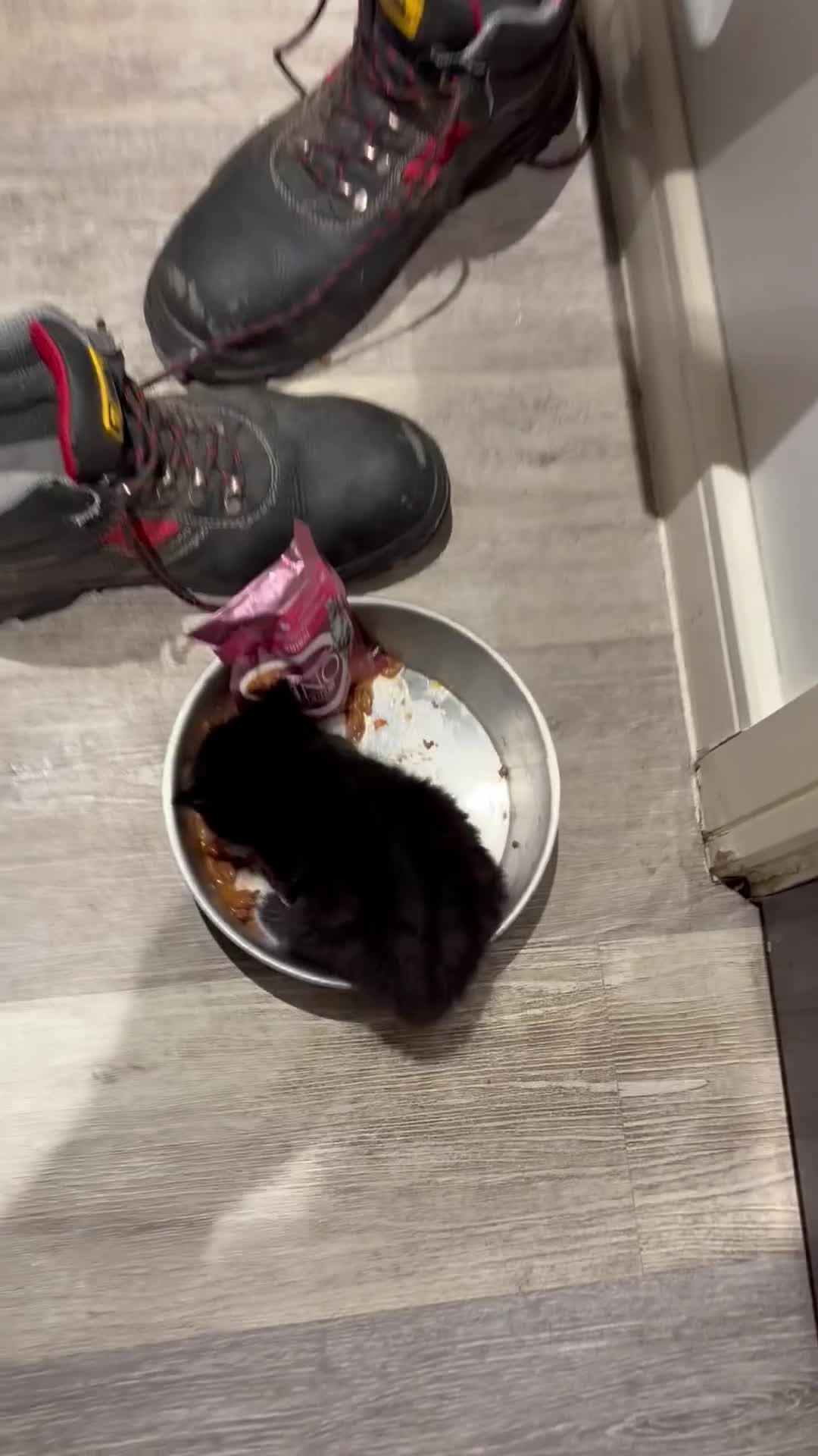 British Shorthair cats for sale: 2 Tuxedo kittens - Video 1